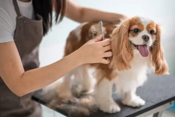 Pet Grooming & Care