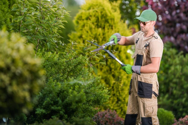 Tree Trimming